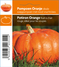 Pompoen oranje (tray 12 pot)